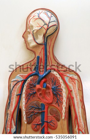 Muscles Male Torso Fadeaway Reveal Internal Stock Illustration 71759068