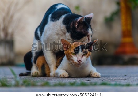 Cat Having Sex Stock Images Royalty Free Images Vectors Shutterstock