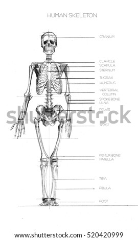 Human Skeleton Stock Vector 75795286 - Shutterstock