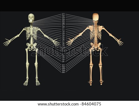 Tailbone Stock Images, Royalty-Free Images & Vectors | Shutterstock