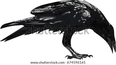 Crow Stock Images, Royalty-Free Images & Vectors | Shutterstock