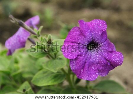 Flores perennes púrpuras, púrpura oscuro, púrpura clara, púrpura Flores tropicales