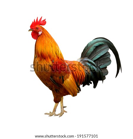 Rooster tail Stock Photos, Images, & Pictures | Shutterstock