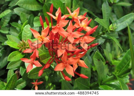Solanaceae - Rainforest Plants