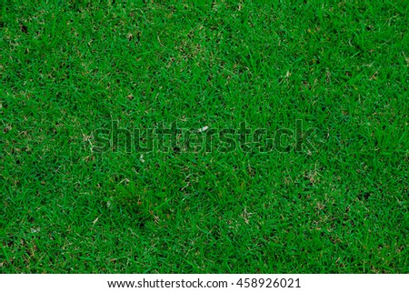 Beautiful Grass Background Stock Photo 54424717 - Shutterstock