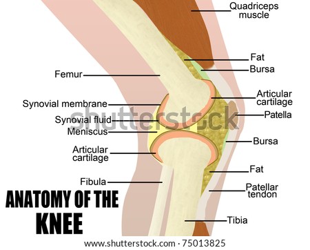 Knee Anatomy Stock Photos, Images, & Pictures | Shutterstock