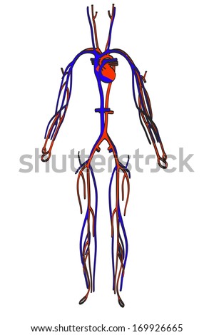 Illustration Isolated Human Circulatory System Stock Vector