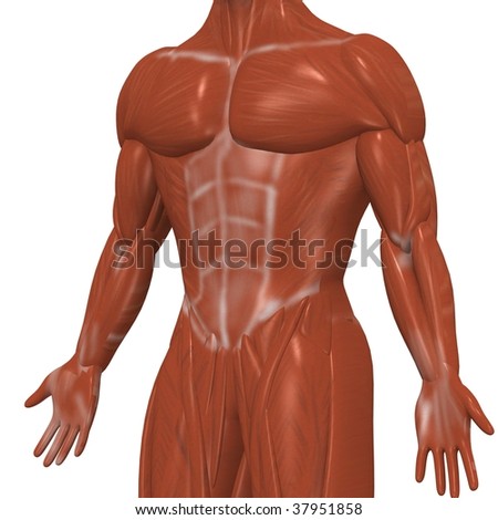 Anatomically Correct Medical Model Human Body Stock Illustration 712057