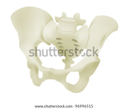 Female Pelvis Model - Stock Vector