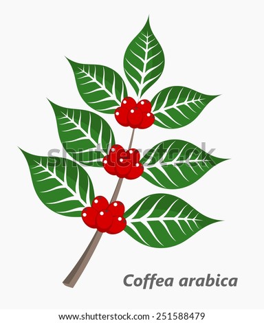 Coffee Trees Stock Photos, Images, & Pictures | Shutterstock