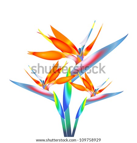 Bird of paradise flower Stock Photos, Images, & Pictures | Shutterstock