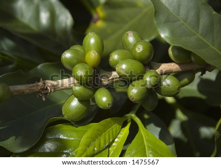 Coffee Beans Growing Stock Photo 1475567 - Shutterstock