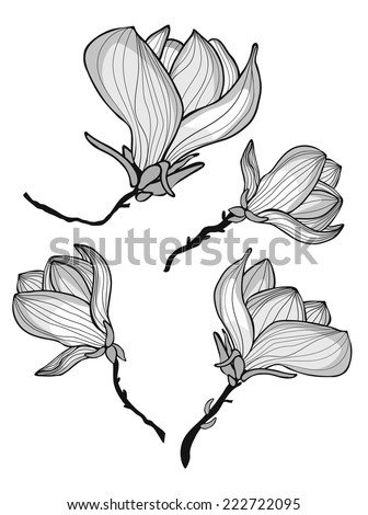 Flower Magnolia Stock Vector 278493323 - Shutterstock