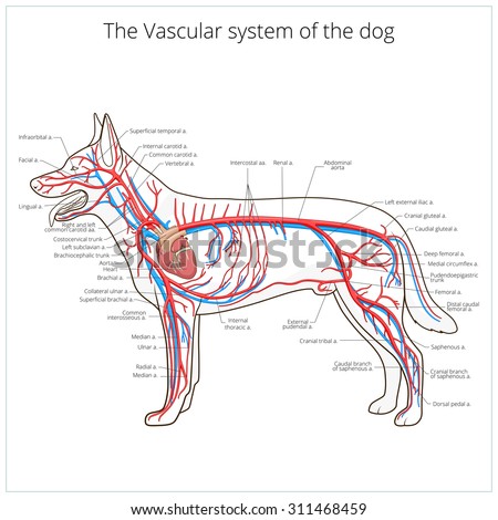 Circulatory System Stock Photos, Images, & Pictures | Shutterstock