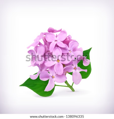 White Lilac Stock Photos, Images, & Pictures | Shutterstock
