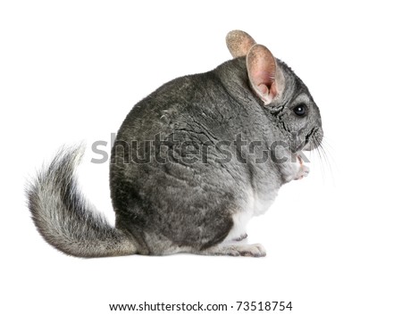 Chinchilla Stock Photos, Images, & Pictures | Shutterstock