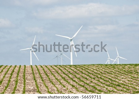 Young corn field in the foreground on a hot summer day with wind 