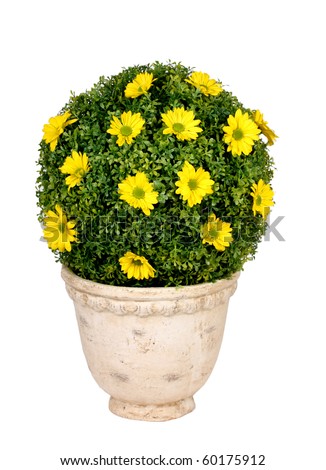 Flowerin pot