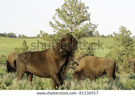 What is a female bison called?