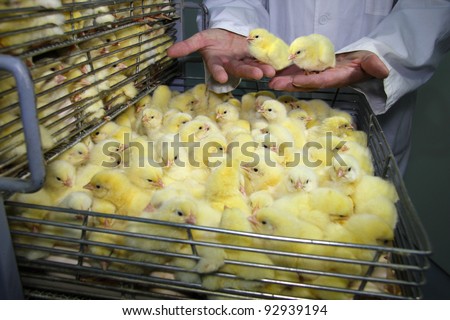 Chicken Incubator Baby chicken in incubator