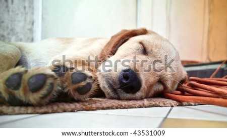 Lazy Dog Stock Photos, Illustrations, and Vector Art Lazy Dog Stock Photos, Illustrations, and Vector Art