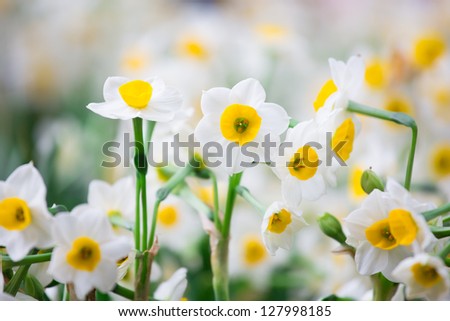 Narcissus in Chinese New Year  stock photo