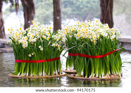 Narcissus in the park. It is commonly seen during the period of 