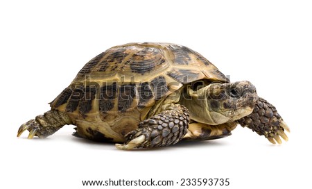 Tortoise Stock Photos, Royalty-free Images & Vectors - Shutterstock