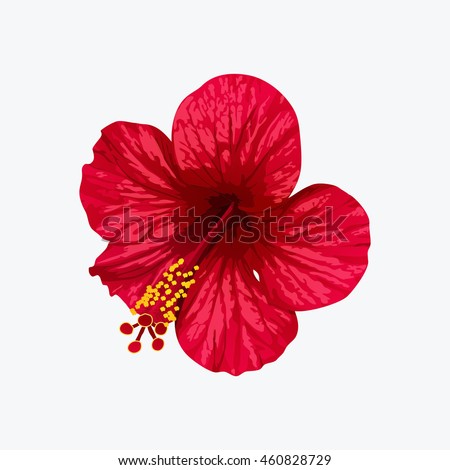 Hibiscus Stock Vectors, Images & Vector Art | Shutterstock