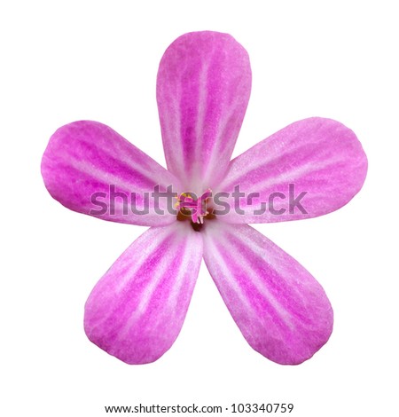 5 petals Stock Photos, Images, & Pictures | Shutterstock