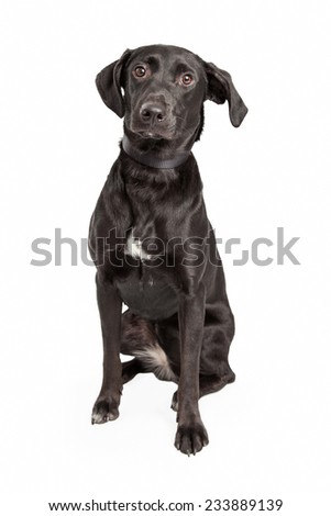 Labrador Retriever Mix Labrador Retriever Mix