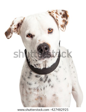 "dalmatian Mix" Stock Photos, Royalty-Free Images ... "dalmatian Mix" Stock Photos, Royalty-Free Images ...