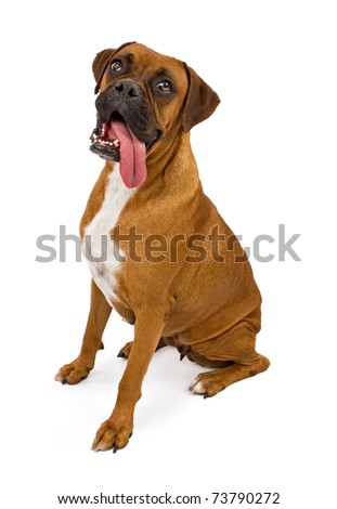 Adult female boxers dogs