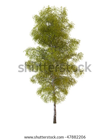 White Birch Tree High Resolution Image Stock Illustration 107745203