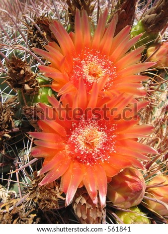 Xeriscape Stock Photos, Illustrations, and Vector Art