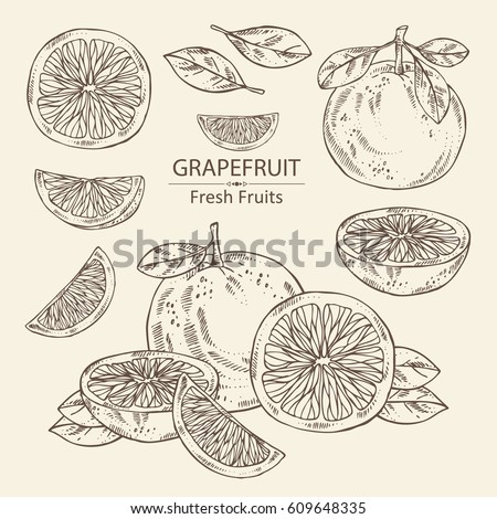 Collection of grapefruit and grapefruit slice. hand drawn Collection of grapefruit and grapefruit slice. hand drawn