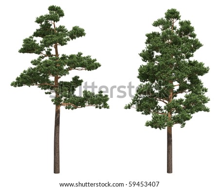 Pine Tree Stock Photos, Images, & Pictures | Shutterstock