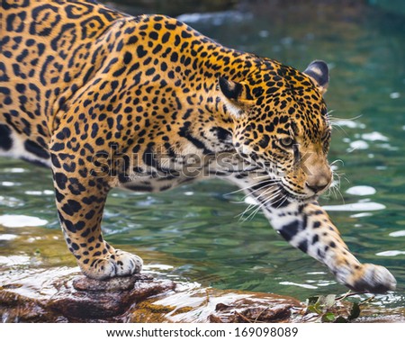 Little Baby Jaguar Playing Mother Stock Photo 128418203 - Shutterstock