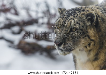  - stock-photo-close-up-shot-of-a-snow-leopard-panthera-uncia-on-a-snowy-day-172149131