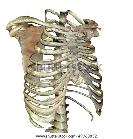 Bone Structure Stock Photos, Images, & Pictures | Shutterstock