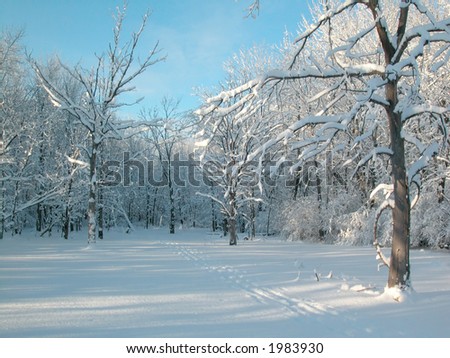 columbia canada winter snow and trees chrome refillable lighter 15621702 cdg rob huntley s portfolio on columbia canada winter snow and trees chrome refillable lighter 15621702 cdg rob huntley s portfolio on