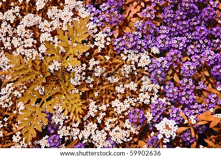 Seis Plantas Groundcover para sombra húmeda | HGTV