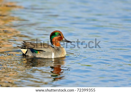 Duck With Blue Patch On Wing