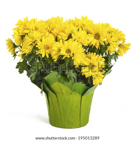 Fall Mums Stock Photos, Images, amp; Pictures  Shutterstock