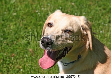 Largemouthed Labrador Closeup Panting Stock Photos Images Pictures