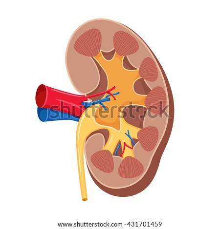Ureter Stock Photos, Royalty-Free Images & Vectors - Shutterstock