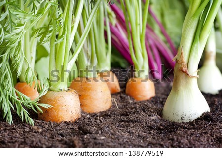 Growing Vegetables Stock Photos, Growing Vegetables Stock Photography