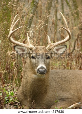 Whitetail deer rut virginia