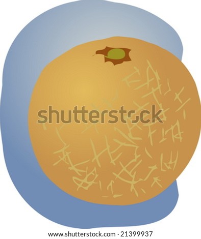 Sketch Of Whole Fresh Melon Rockmelon Stock Vectors Vector Clip
