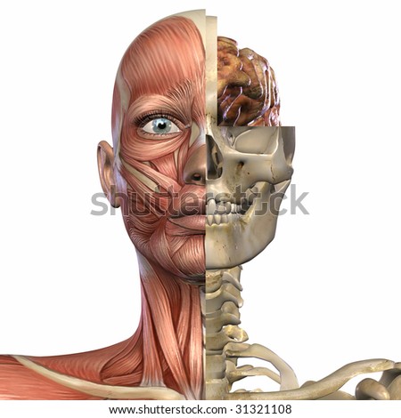 Female Human Body Anatomy Stock Illustration 20167360 - Shutterstock